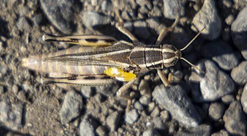 Melanoplus bivittatus